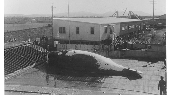 byron bay whaling station